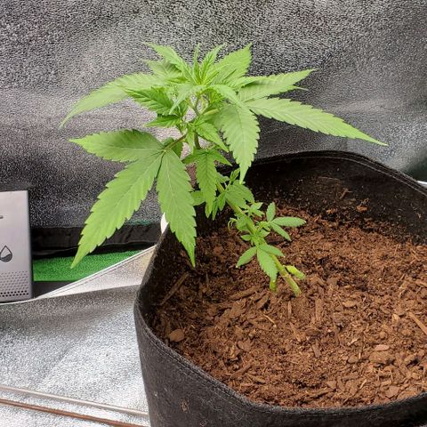 Banalaze II growlog timeline photo