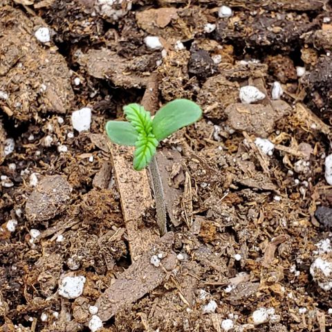 Little L growlog timeline photo
