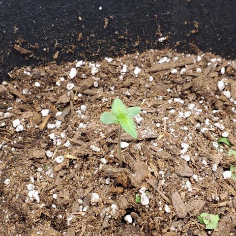 Little L growlog timeline photo