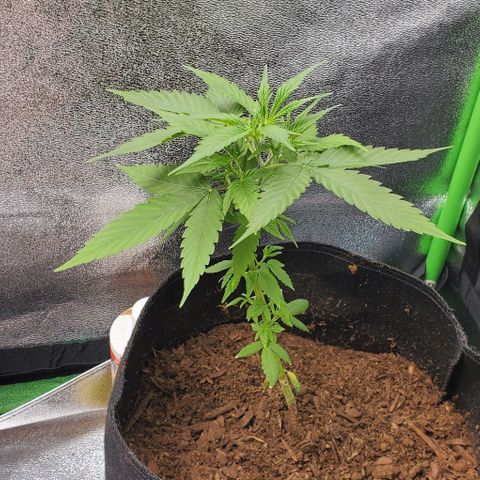 Banalaze II growlog timeline photo