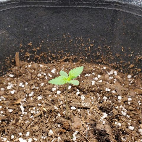 Little L growlog timeline photo
