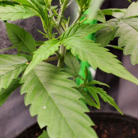 Banalaze II growlog timeline photo