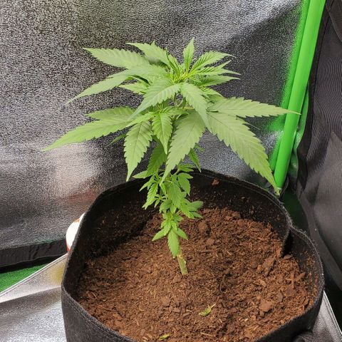 Banalaze II growlog timeline photo