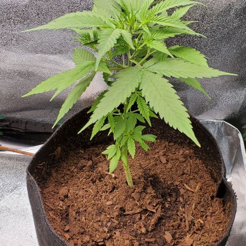 Banalaze II growlog timeline photo