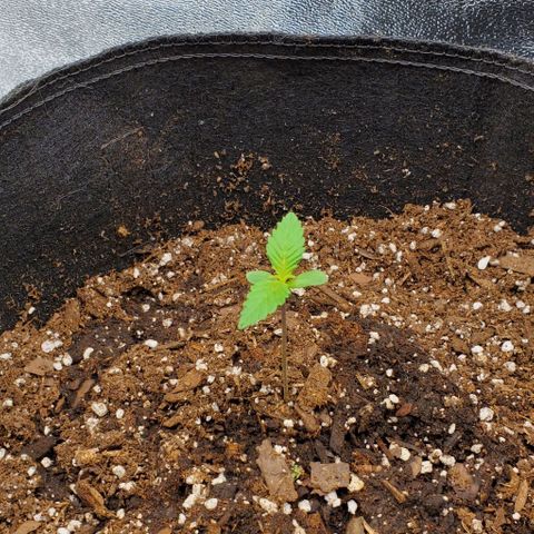 Little L growlog photo: LST start