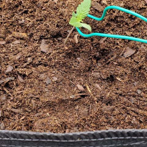 Little L growlog photo: LST start