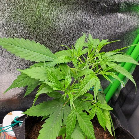 Banalaze II growlog timeline photo