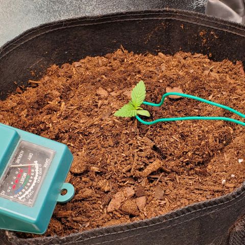 Little L growlog timeline photo