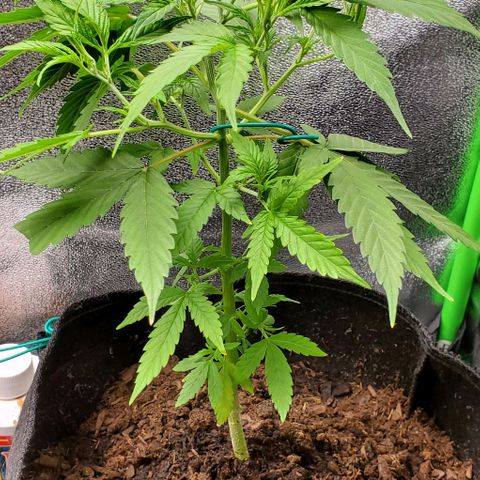 Banalaze II growlog timeline photo