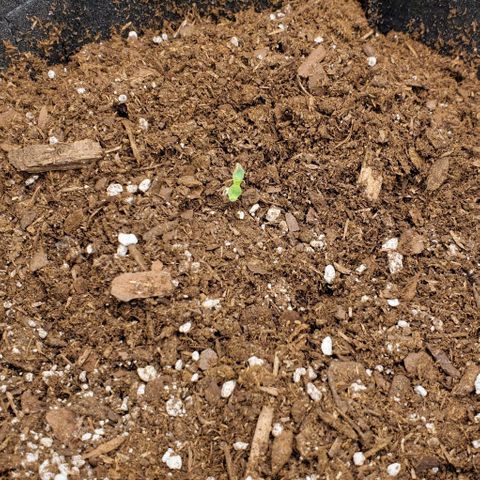 Bubbletwin Candy growlog timeline photo