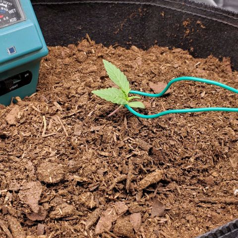 Little L growlog timeline photo