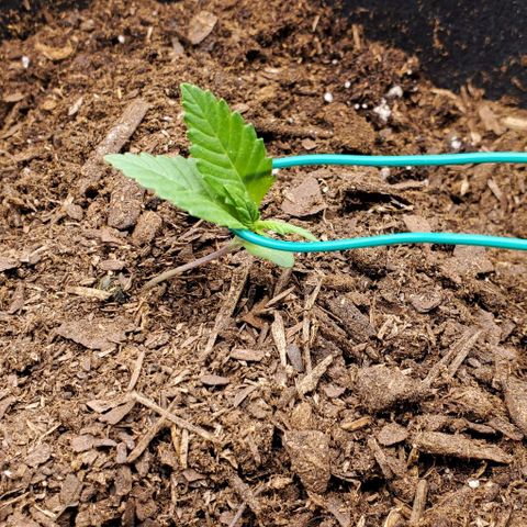 Little L growlog timeline photo