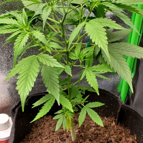 Banalaze II growlog timeline photo