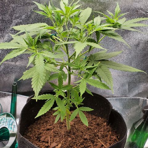 Banalaze II growlog timeline photo