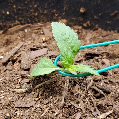 Little L growlog timeline photo