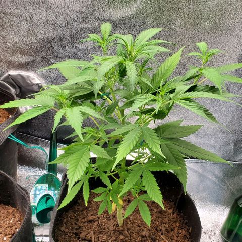 Banalaze II growlog timeline photo
