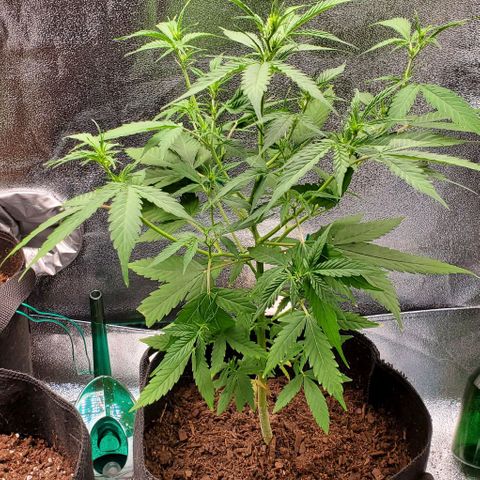 Banalaze II growlog timeline photo