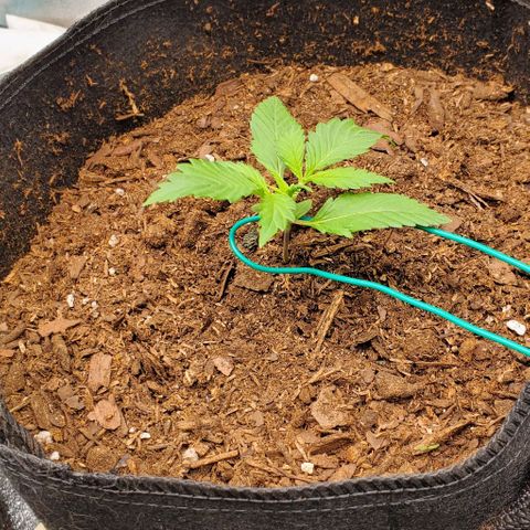 Little L growlog timeline photo