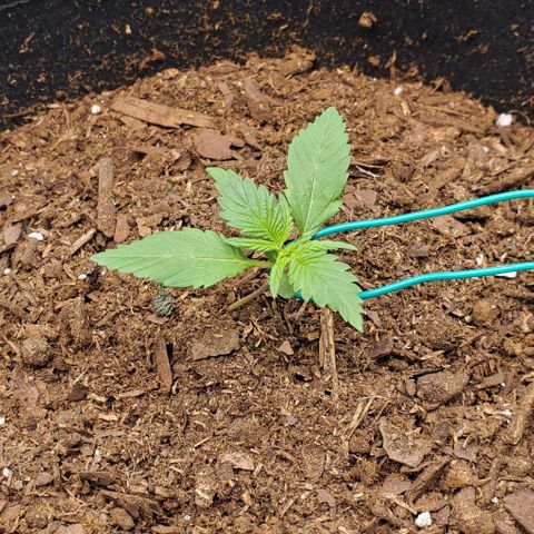 Little L growlog timeline photo
