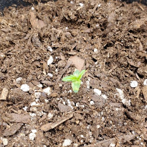 Bubbletwin Candy growlog timeline photo