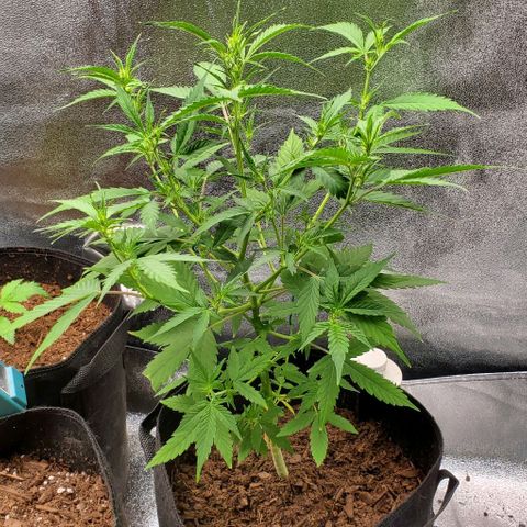 Banalaze II growlog timeline photo