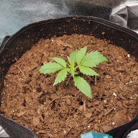 Little L growlog timeline photo
