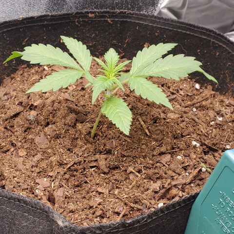 Little L growlog timeline photo