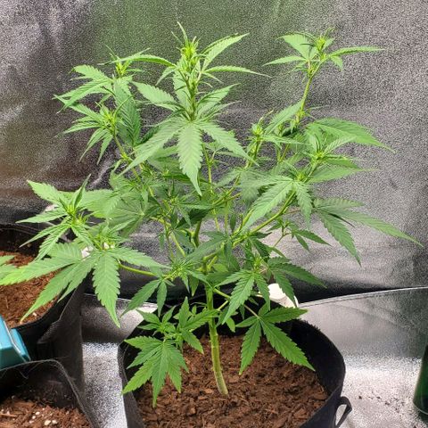 Banalaze II growlog timeline photo