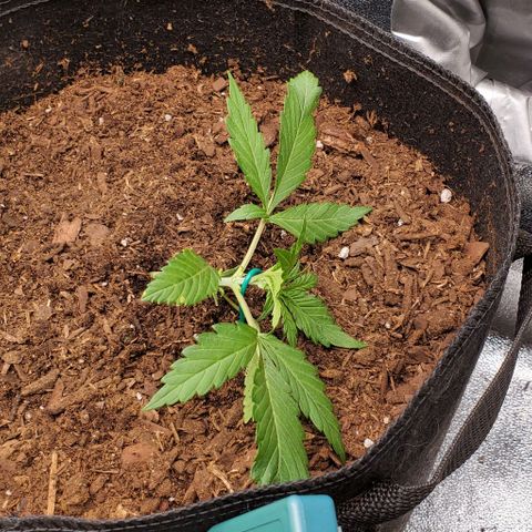 Little L growlog photo: LST start. Hoping to make a circle around the pot. 