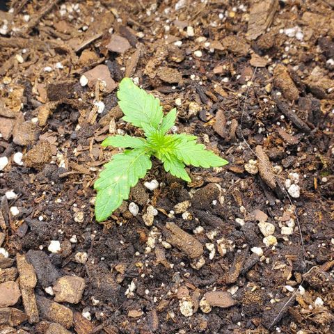 Bubbletwin Candy growlog timeline photo