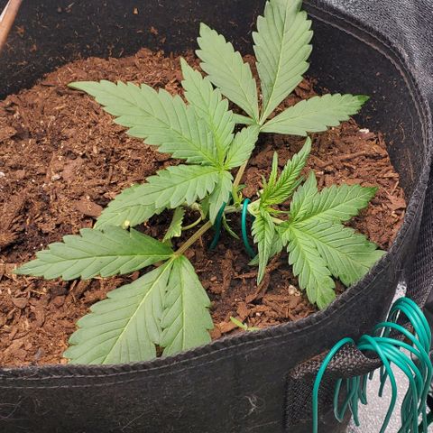 Little L growlog timeline photo
