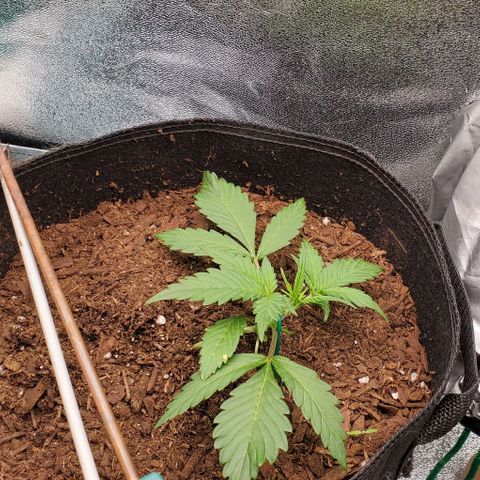 Little L growlog timeline photo