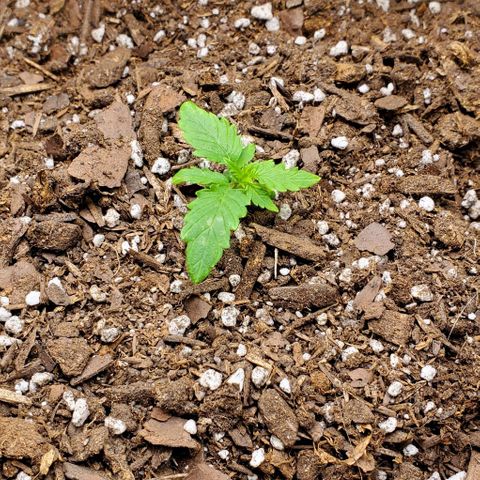 Bubbletwin Candy growlog timeline photo
