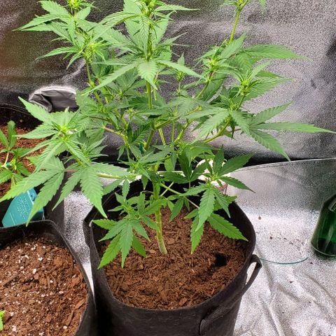 Banalaze II growlog timeline photo