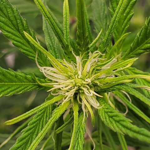 Banalaze II growlog timeline photo