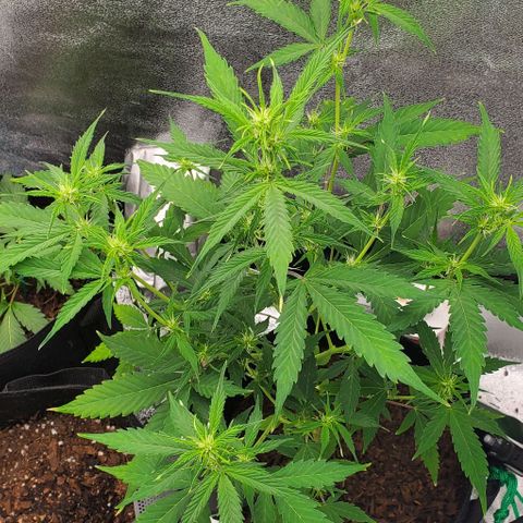 Banalaze II growlog timeline photo