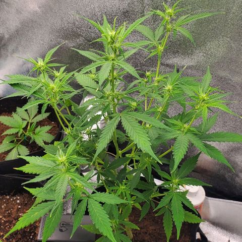 Banalaze II growlog timeline photo