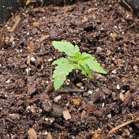 Bubbletwin Candy growlog timeline photo