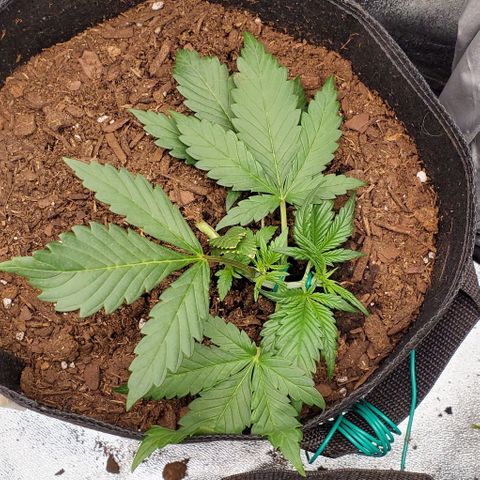 Little L growlog timeline photo