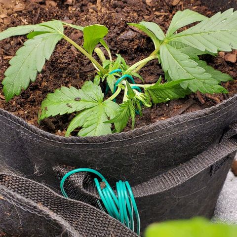 Little L growlog timeline photo