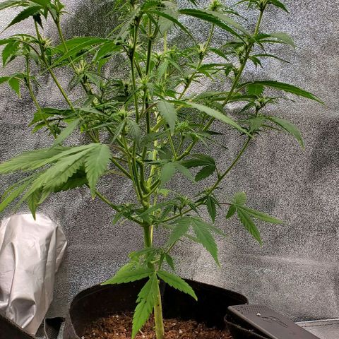 Banalaze II growlog timeline photo