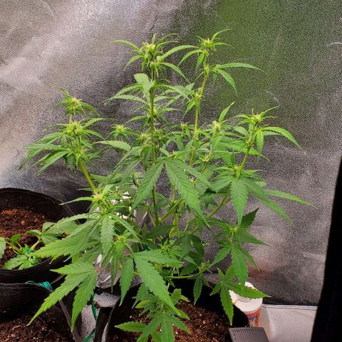 Banalaze II growlog timeline photo
