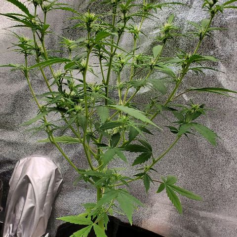 Banalaze II growlog timeline photo