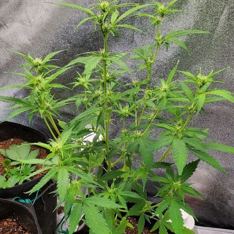 Banalaze II growlog timeline photo