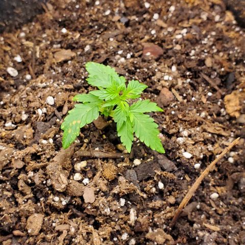 Bubbletwin Candy growlog timeline photo