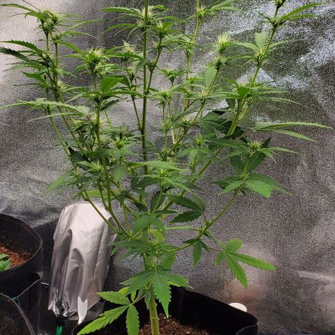 Banalaze II growlog timeline photo