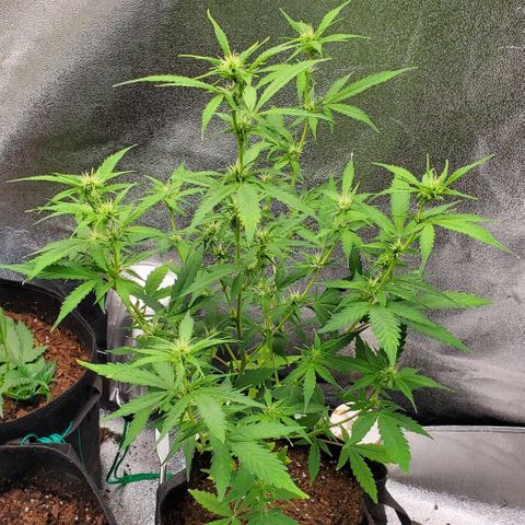 Banalaze II growlog timeline photo