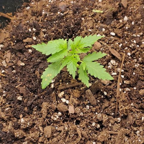 Bubbletwin Candy growlog timeline photo