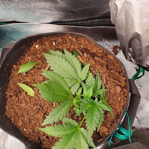 Little L growlog timeline photo