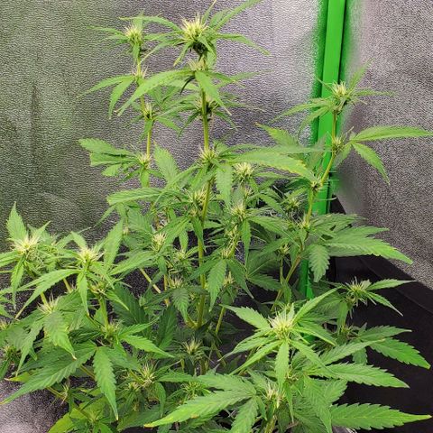 Banalaze II growlog timeline photo